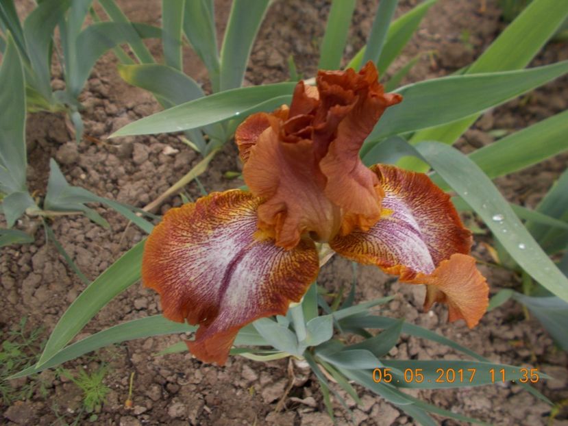 saucy sue - IRISI BARBATA ELATIOR SI INTERMEDIA  2017