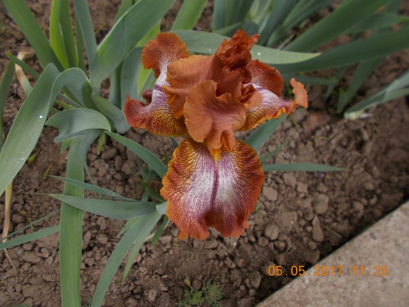 saucy sue - IRISI BARBATA ELATIOR SI INTERMEDIA  2017