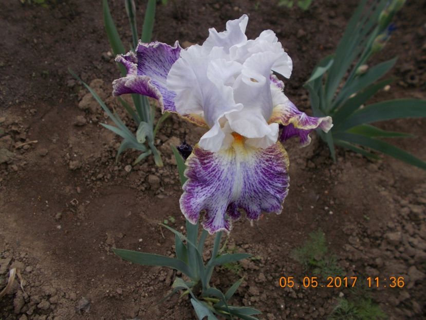 vapor - IRISI BARBATA ELATIOR SI INTERMEDIA  2017