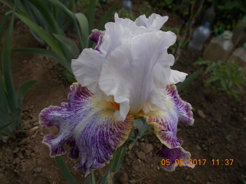 vapor - IRISI BARBATA ELATIOR SI INTERMEDIA  2017