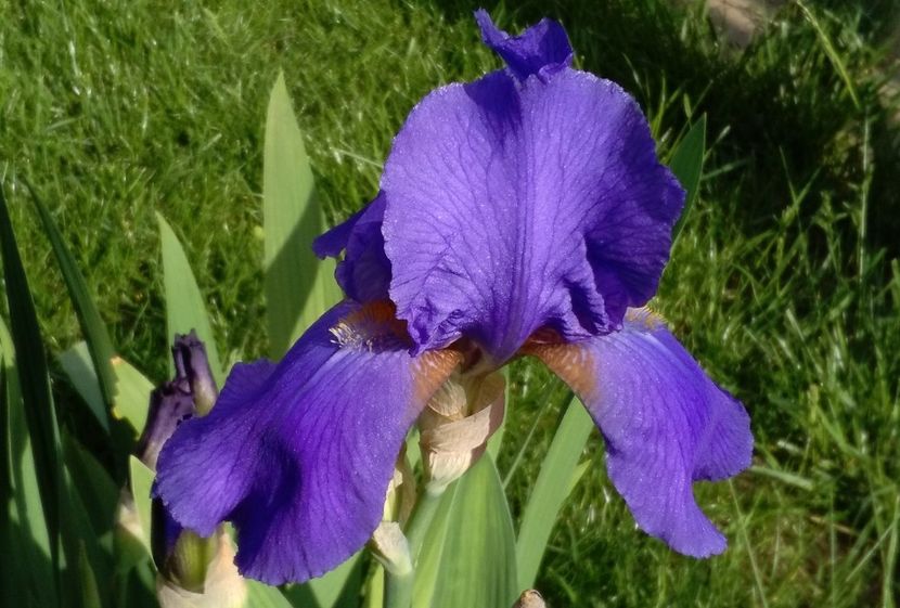 iris primit in locul altuia..plantat 2015 - 2017 irisi
