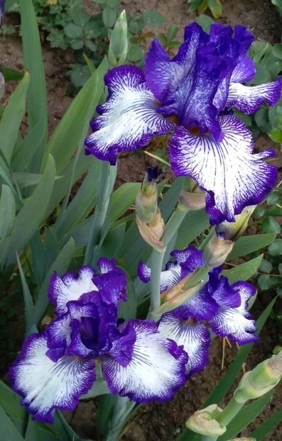 iris art deco - 2017 irisi