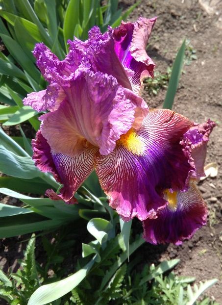 Barocco, anul doi... - 2017 irisi