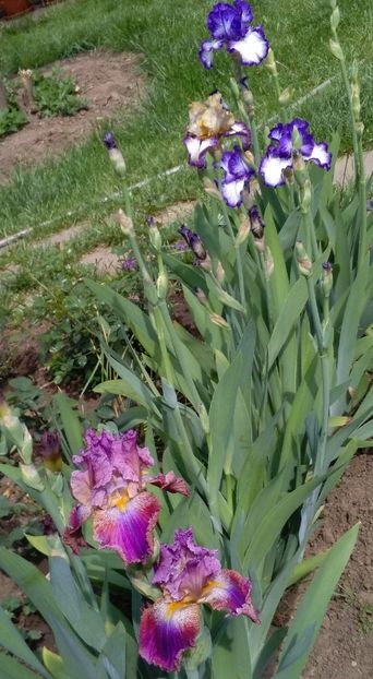 Barocco+Morning Moon+Art Deco - 2017 irisi