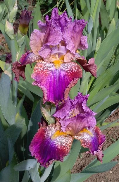 Barocco - 2017 irisi