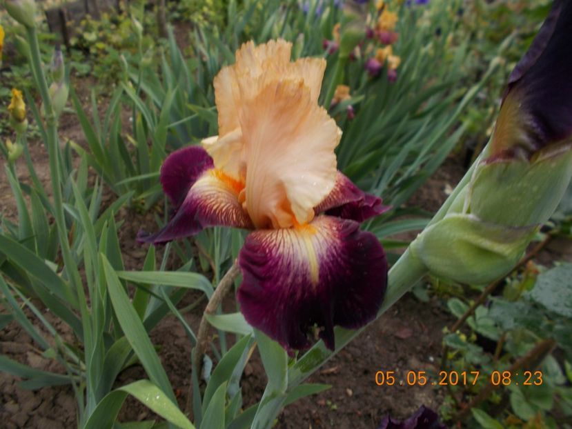 let's boogie - IRISI BARBATA ELATIOR SI INTERMEDIA  2017