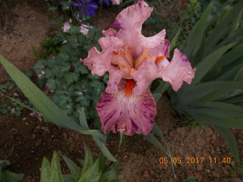 nigerian raspberry - IRISI BARBATA ELATIOR SI INTERMEDIA  2017