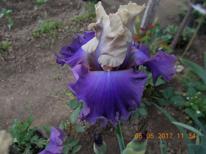  - IRISI BARBATA ELATIOR SI INTERMEDIA  2017