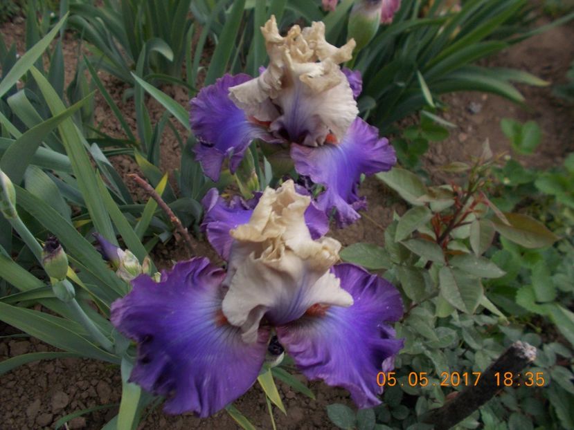  - IRISI BARBATA ELATIOR SI INTERMEDIA  2017