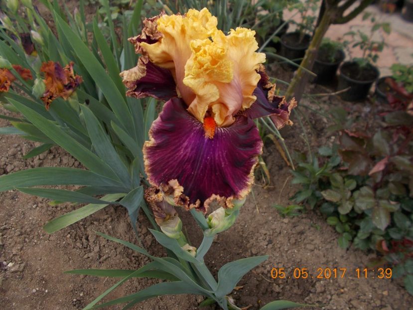 decadence - IRISI BARBATA ELATIOR SI INTERMEDIA  2017