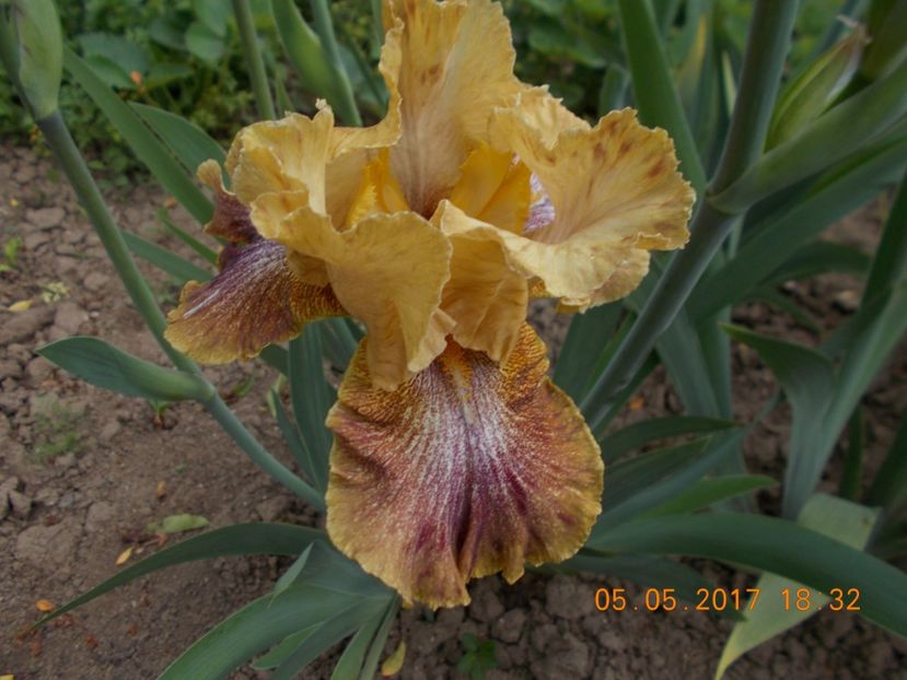 caramba - IRISI BARBATA ELATIOR SI INTERMEDIA  2017