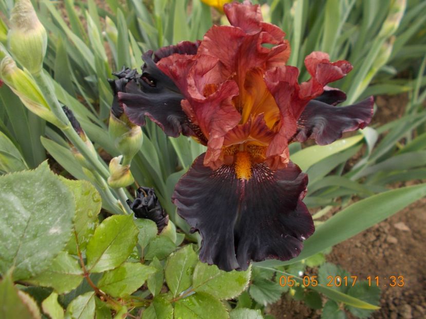 masai warrior - IRISI BARBATA ELATIOR SI INTERMEDIA  2017