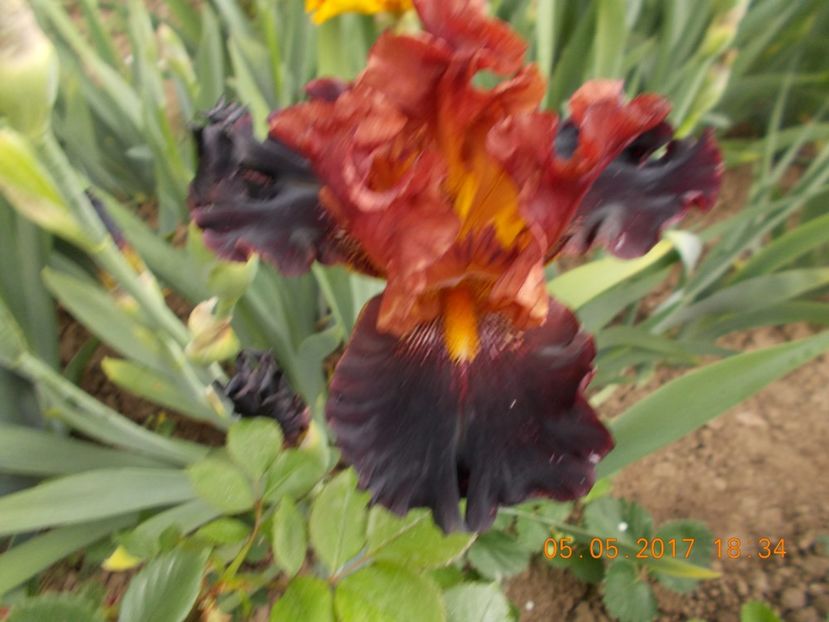 masai warrior - IRISI BARBATA ELATIOR SI INTERMEDIA  2017