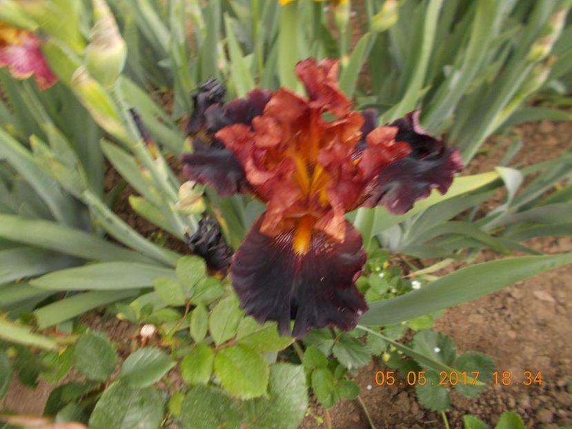 masai warrior - IRISI BARBATA ELATIOR SI INTERMEDIA  2017