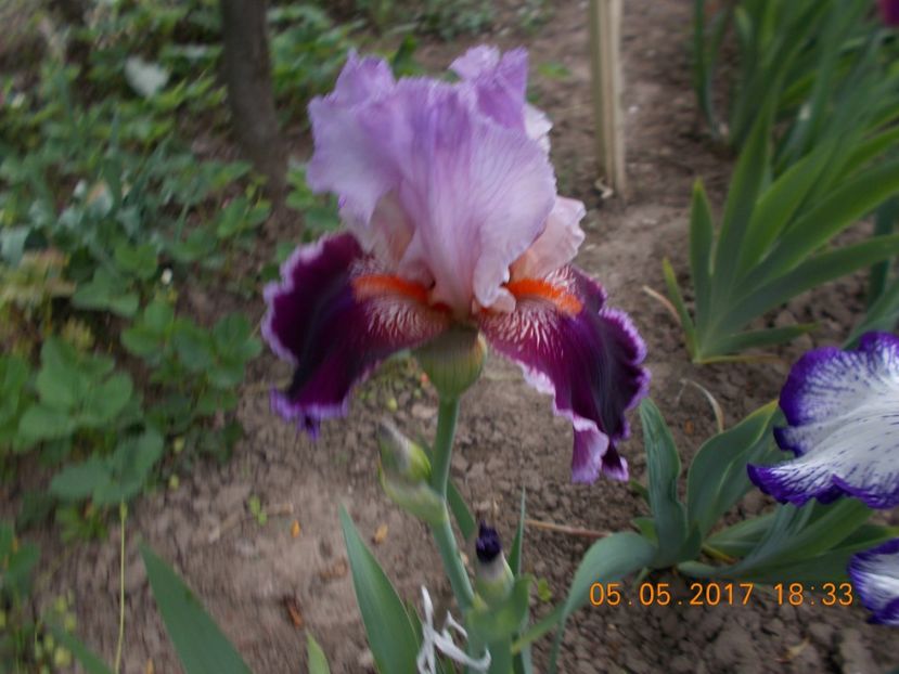 armmageddon - IRISI BARBATA ELATIOR SI INTERMEDIA  2017