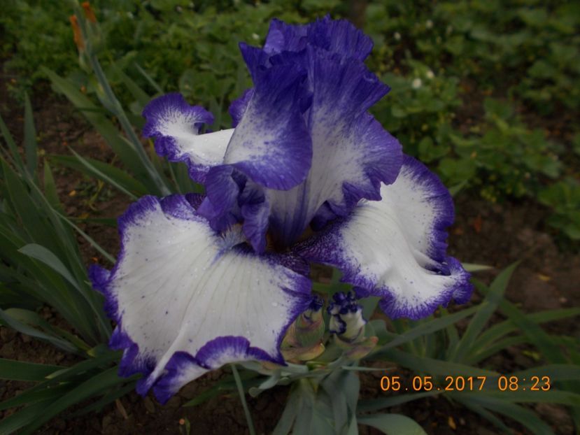 american classic - IRISI BARBATA ELATIOR SI INTERMEDIA  2017