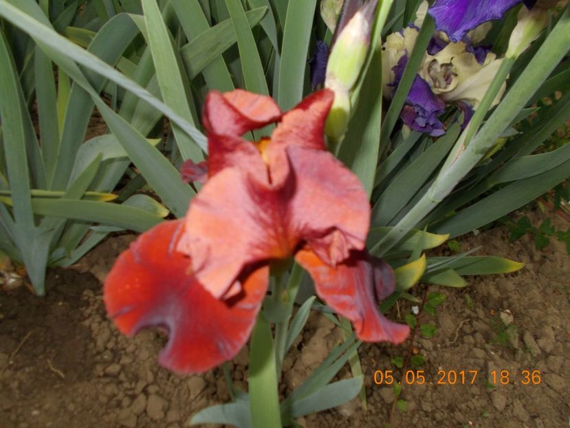  - IRISI BARBATA ELATIOR SI INTERMEDIA  2017