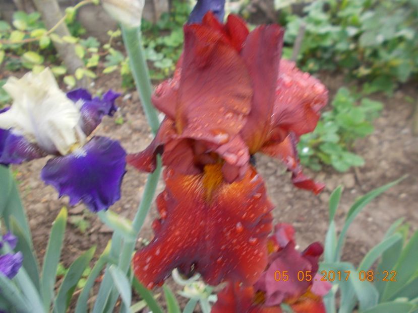  - IRISI BARBATA ELATIOR SI INTERMEDIA  2017