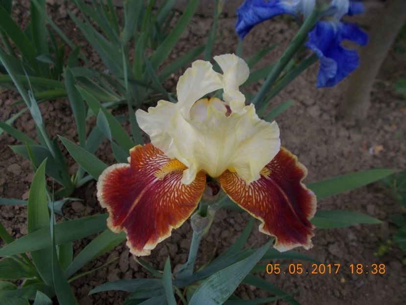 repartee - IRISI BARBATA ELATIOR SI INTERMEDIA  2017