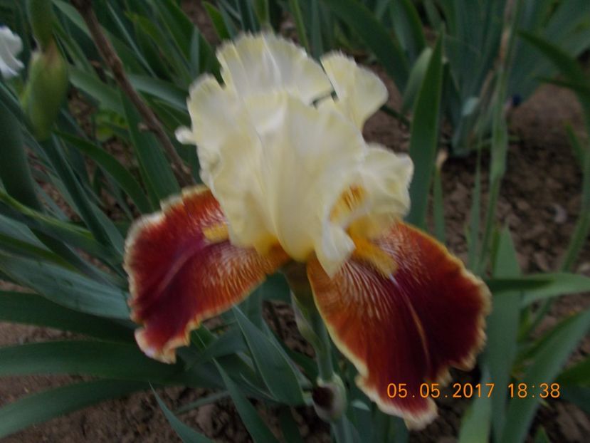 repartee - IRISI BARBATA ELATIOR SI INTERMEDIA  2017