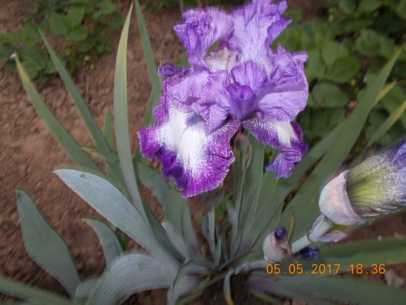 broadband - IRISI BARBATA ELATIOR SI INTERMEDIA  2017