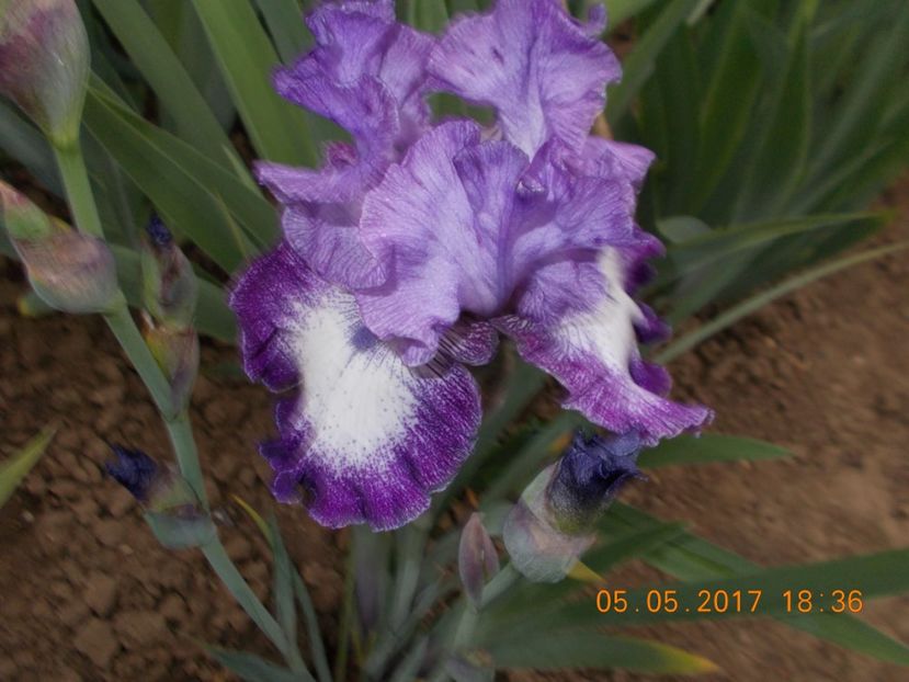 broadband - IRISI BARBATA ELATIOR SI INTERMEDIA  2017