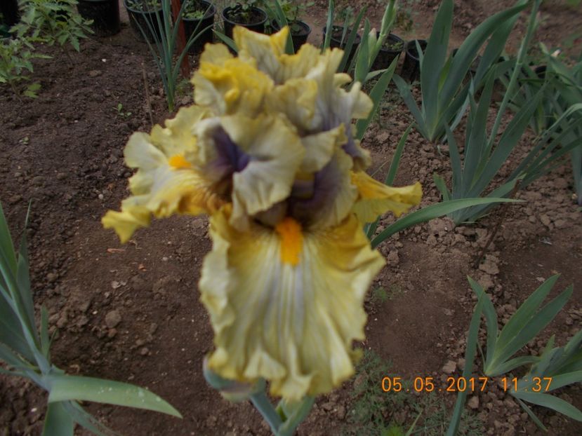 secret rites - IRISI BARBATA ELATIOR SI INTERMEDIA  2017