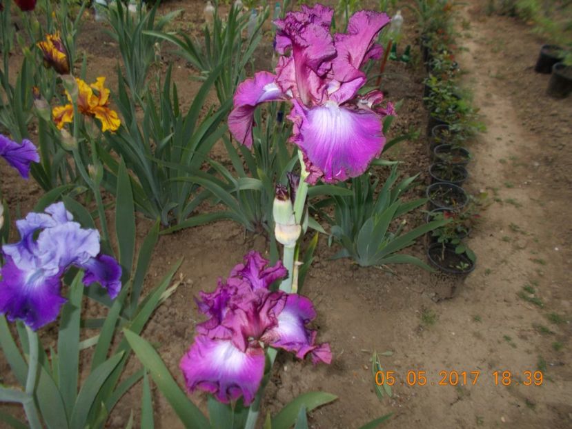 rosette wine - IRISI BARBATA ELATIOR SI INTERMEDIA  2017