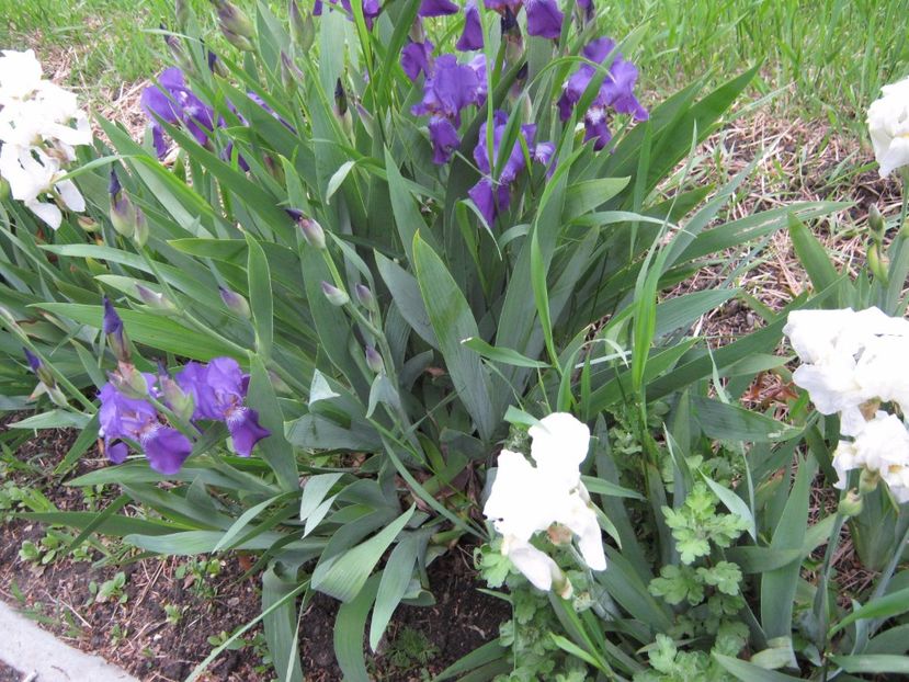  - A-A Gradina cu flori 2017