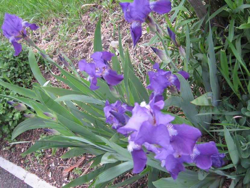  - A-A Gradina cu flori 2017