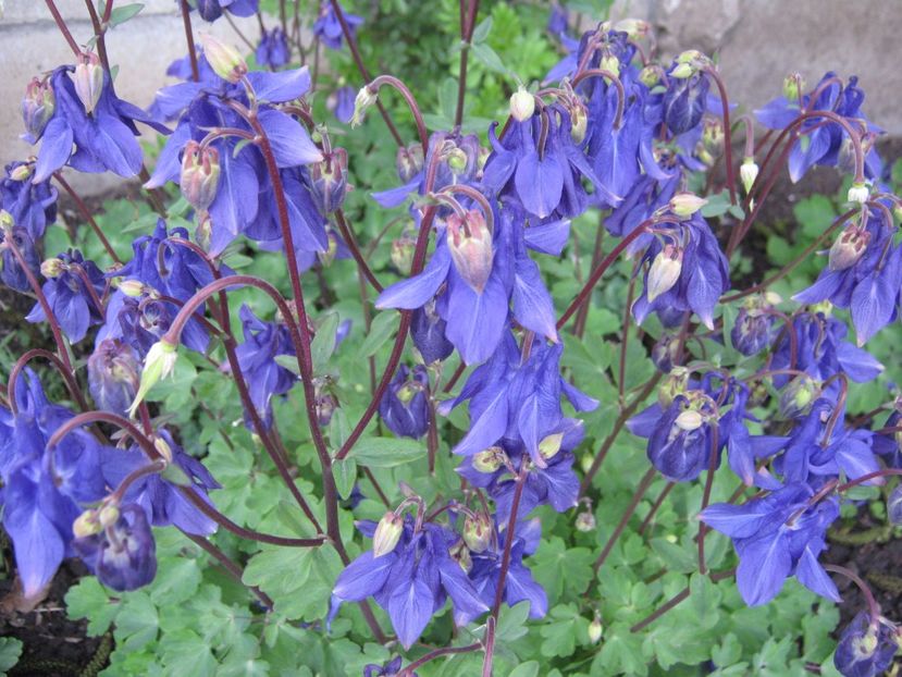  - A-A Gradina cu flori 2017