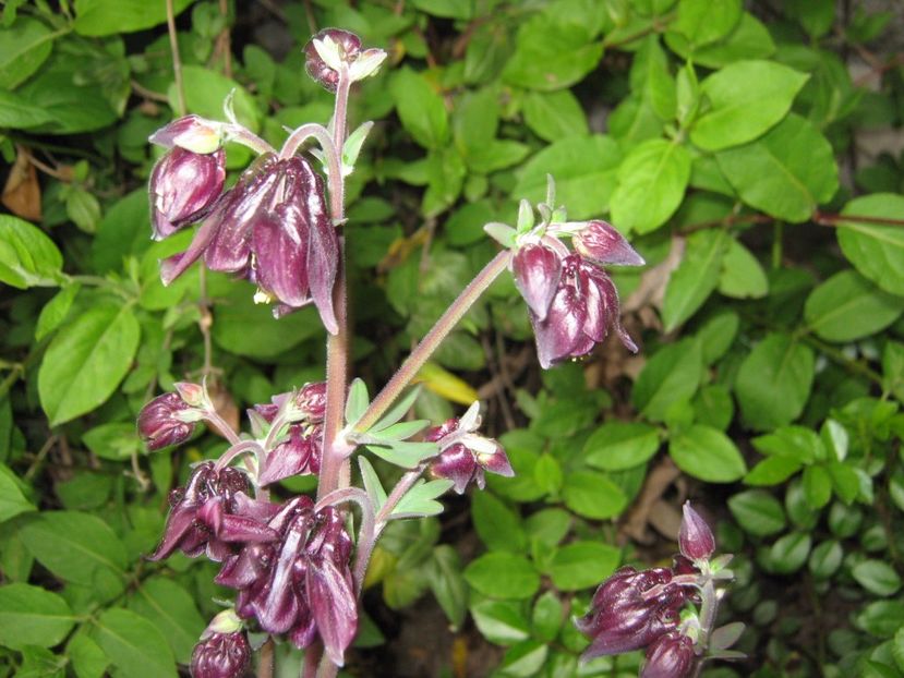  - A-A Gradina cu flori 2017