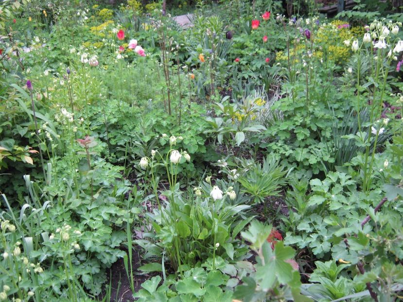  - A-A Gradina cu flori 2017