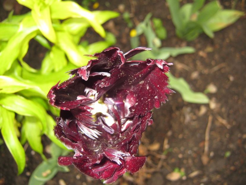  - A-A Gradina cu flori 2017