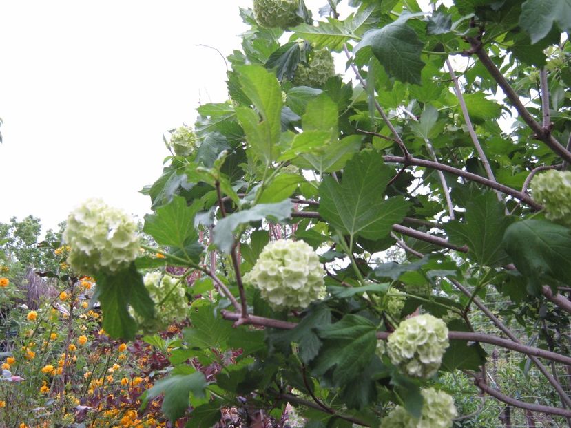  - A-A Gradina cu flori 2017