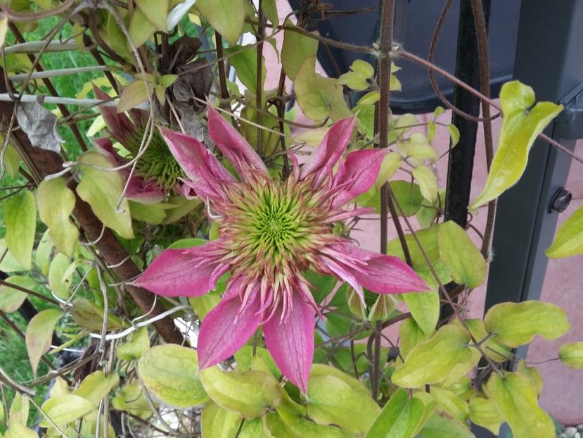  - 2017 clematis