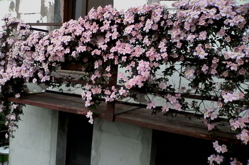 clematita Mayllen - 4Primavara 2017