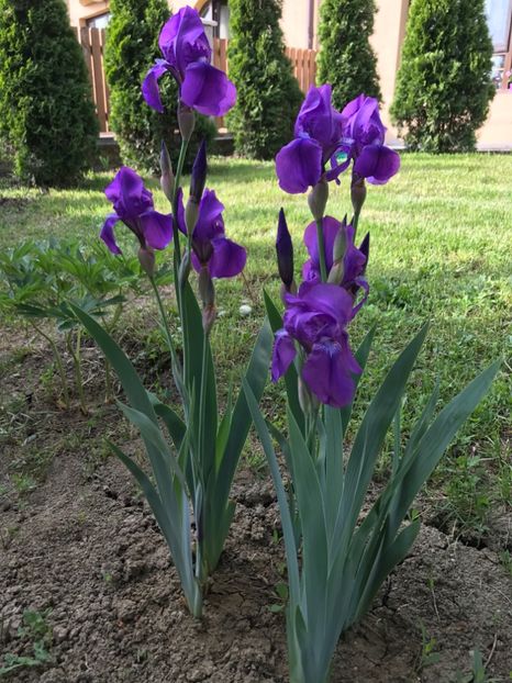 Au înflorit! - Gradina 2017