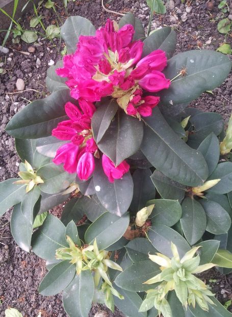 a5 - Rhododendron