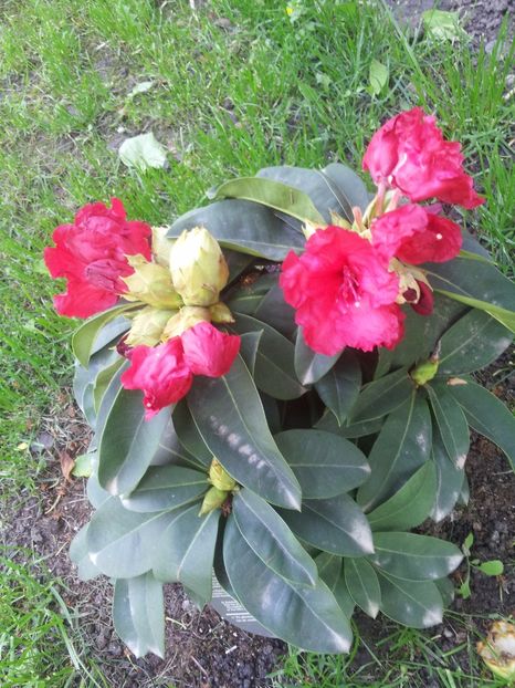 a7 - Rhododendron