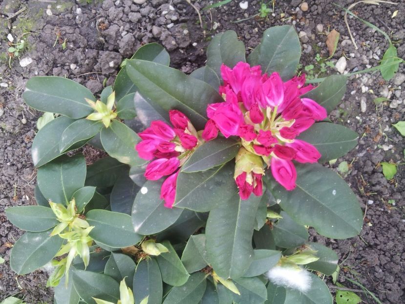 a8 - Rhododendron