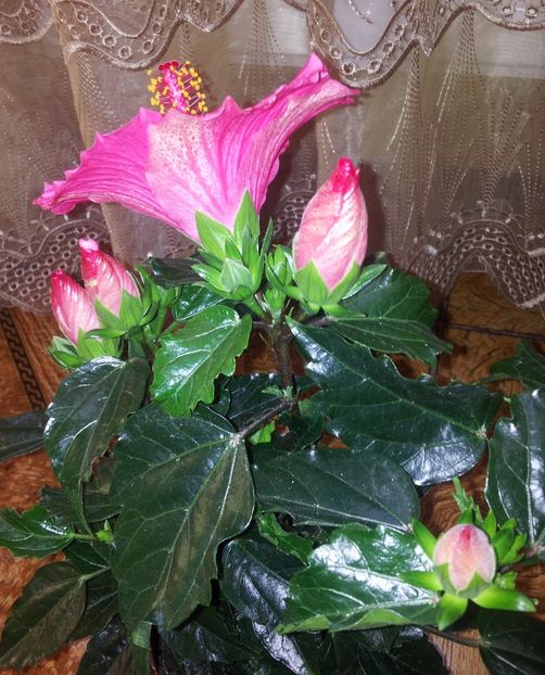 jp17 - Trandafirul Japonez