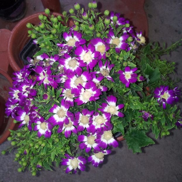 aa9. - Gradina diverse 2017