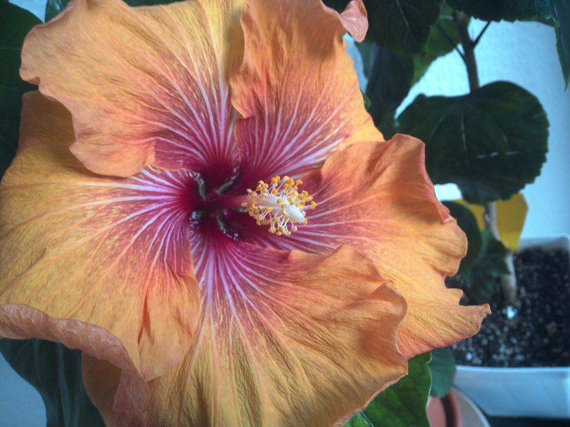 WIN_20170506_083716 - Tahitian Dark Congo