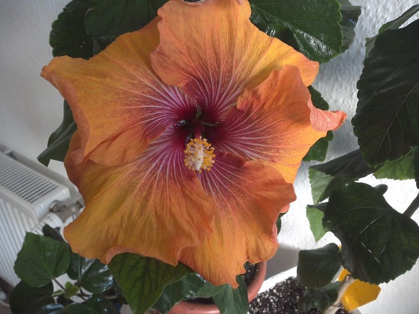 WIN_20170506_083727 - Tahitian Dark Congo