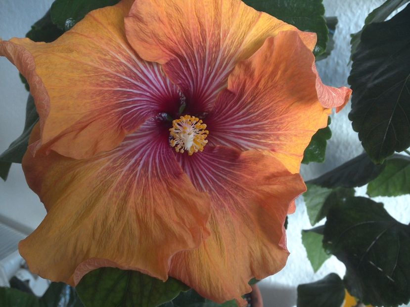 WIN_20170506_083741 - Tahitian Dark Congo