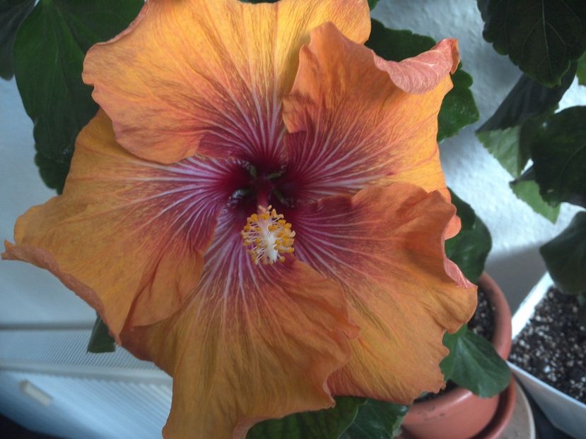 WIN_20170506_083753 - Tahitian Dark Congo