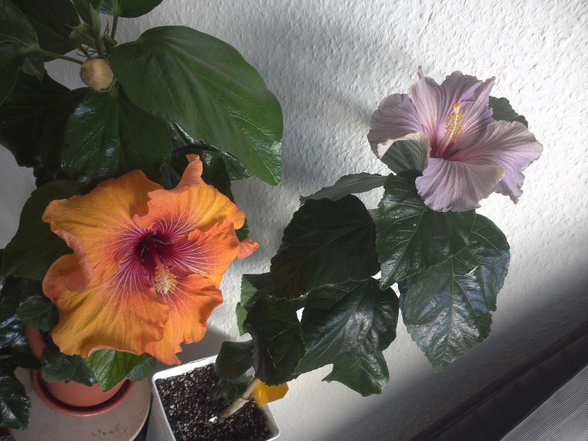 WIN_20170506_083929 - 02Hibiscus