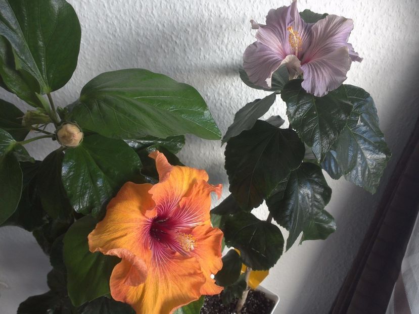 WIN_20170506_083952 - 02Hibiscus