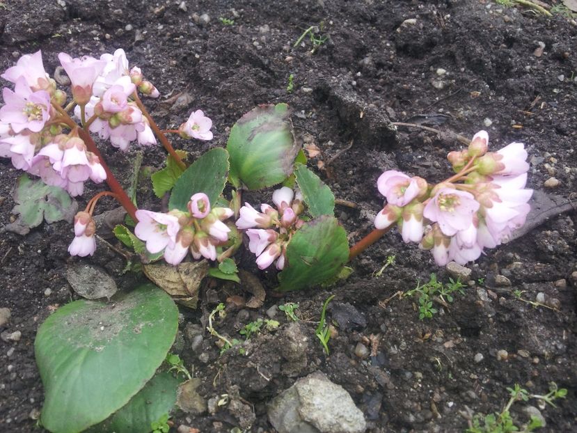 Bergenia 1 - Bergenia